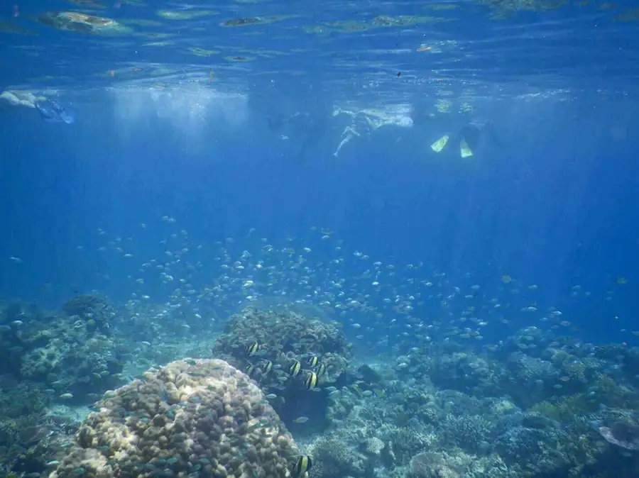 Guided snorkeling excursion in the nearby coral reefs Grand Dive Resort